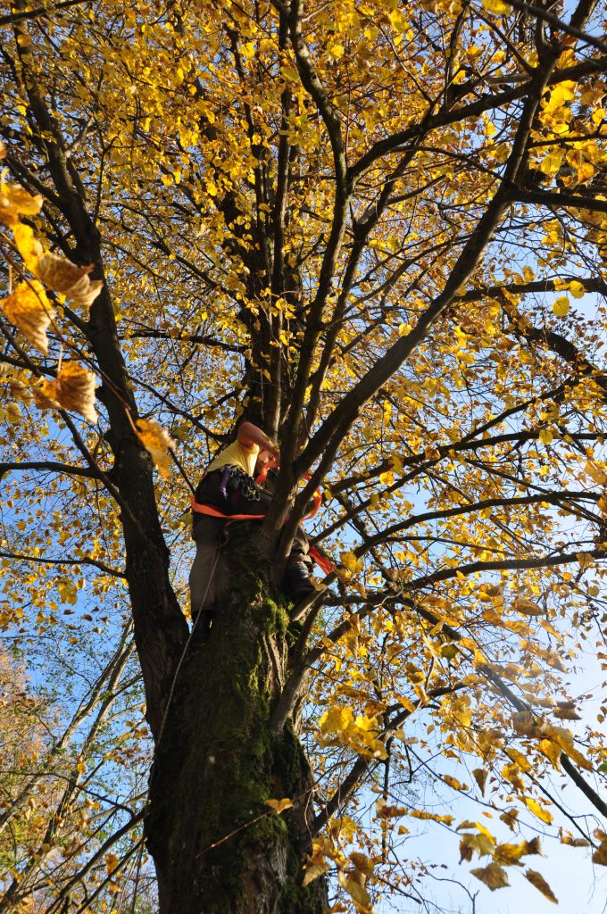 Mann klettert mit Seil auf Baum.