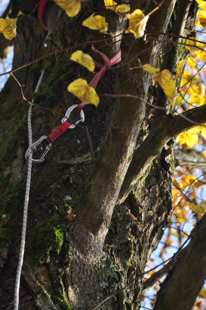 Seil läuft durch Expresse am Baum. Expresse mit Bandschlinge befestigt.